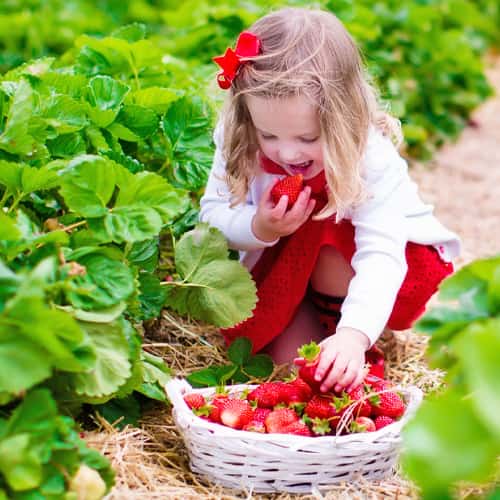 Young-Girl-Picking-Fresh-Strawberries-in-Bremen-Indiana.jpg